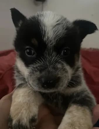 Odie