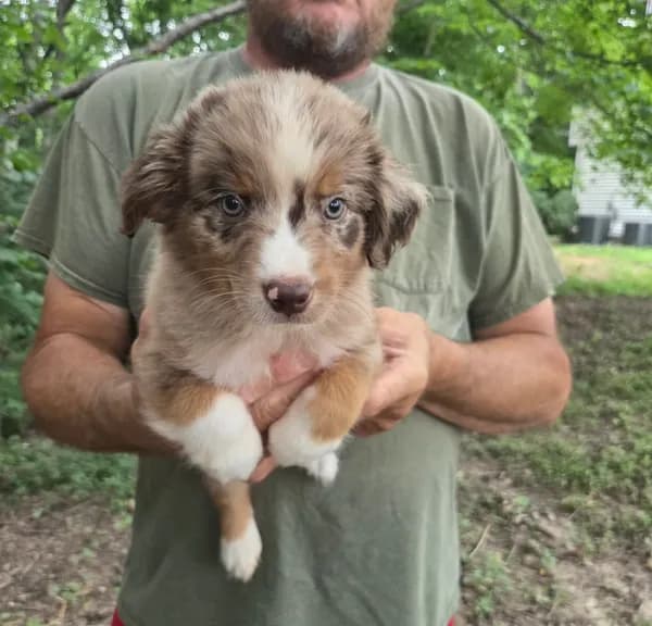Red Merle M2