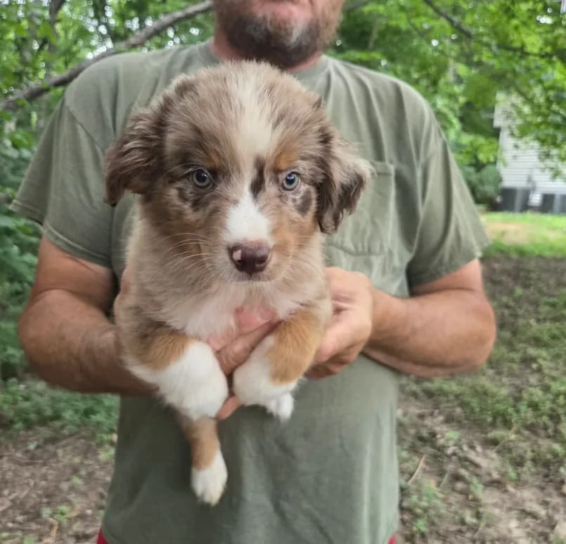 Red Merle M2