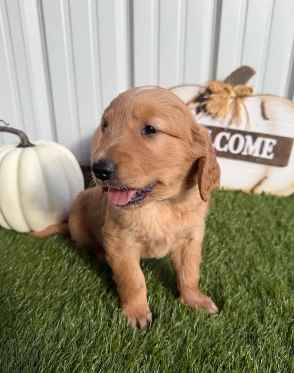 AKC Golden Retriever Male