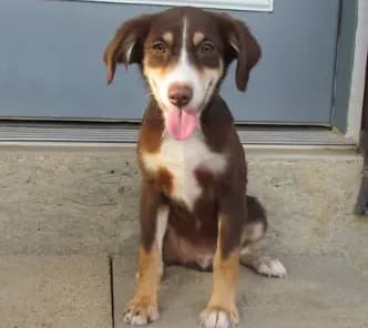 Junior