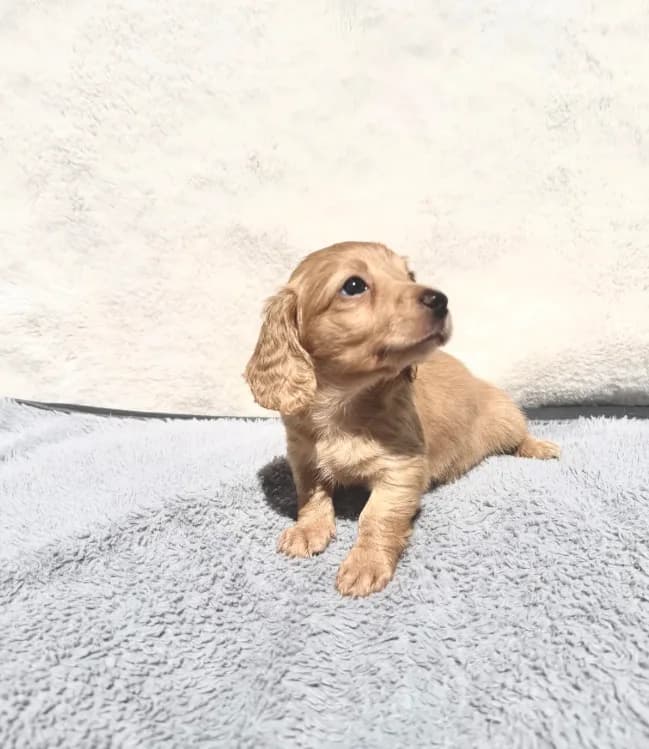 HOLD -Sassy Cream Female