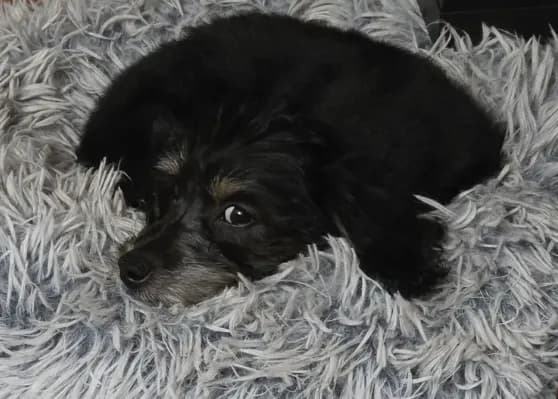 Benson
