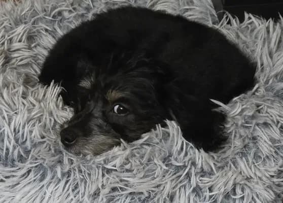 Benson