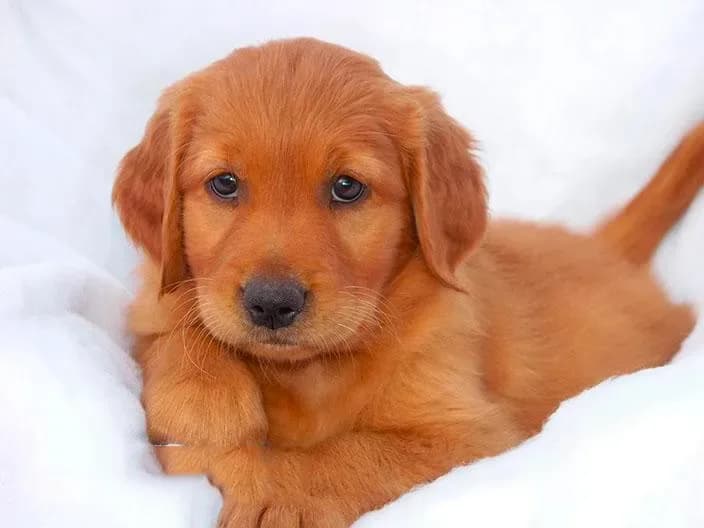 Golden #1