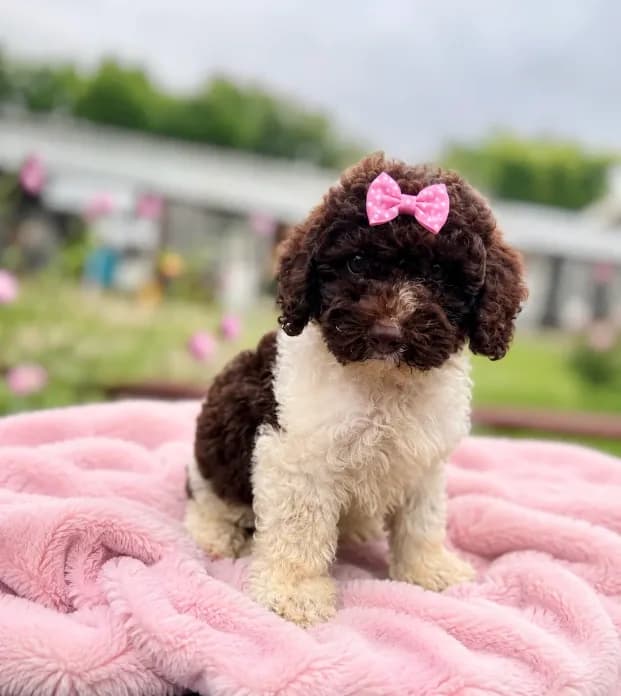 Coco