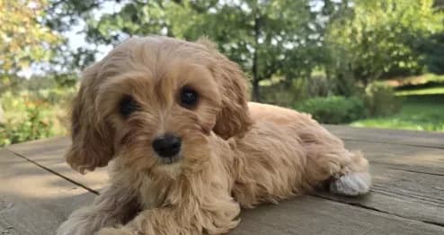 Elsie