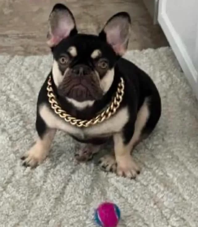 Coco(price negotiable)