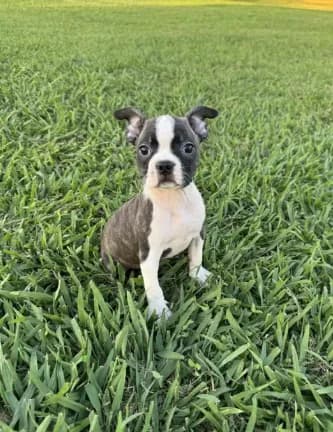 Lola