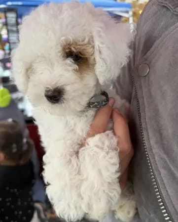 Marshmallow
