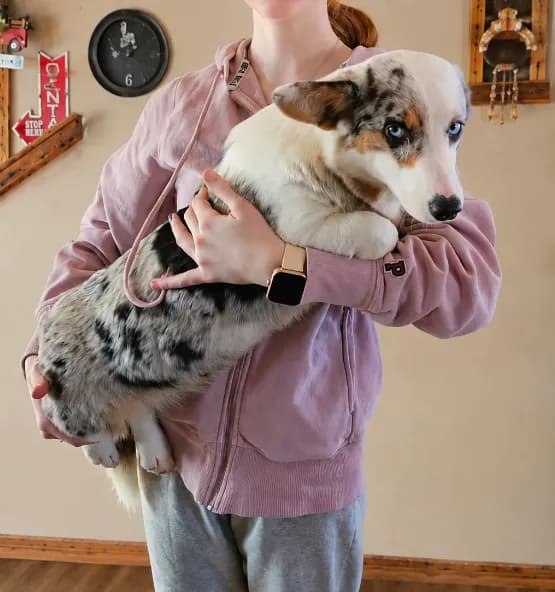 Blue Merle Girl