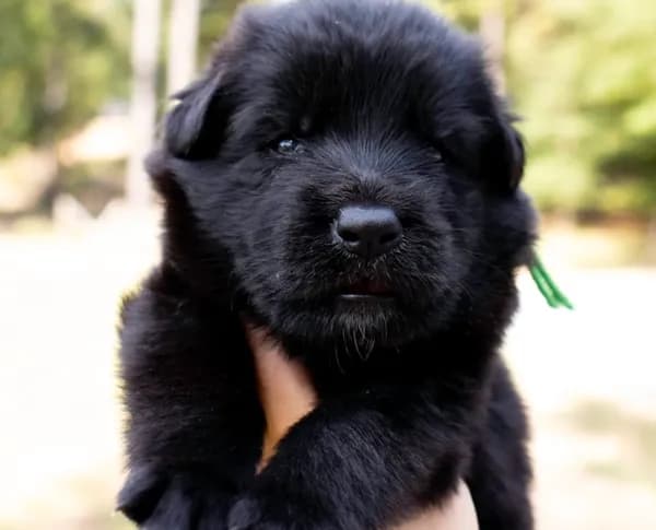 Calypso’s green collar male