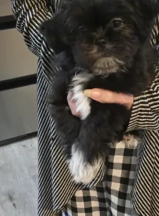 Zac