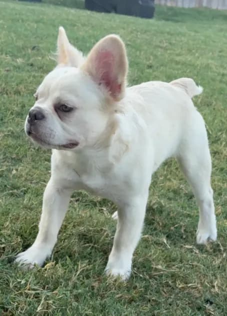 Fluffy Frenchie Boy