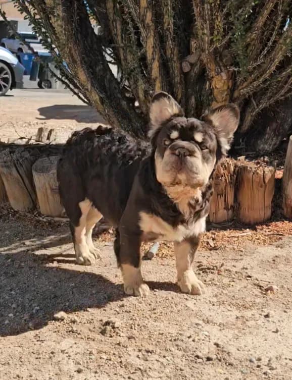 Kona