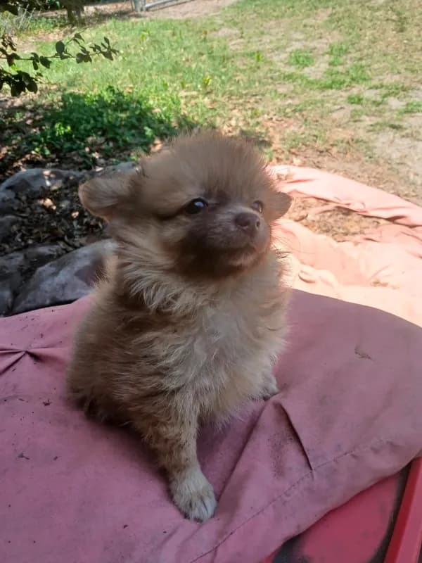 BB