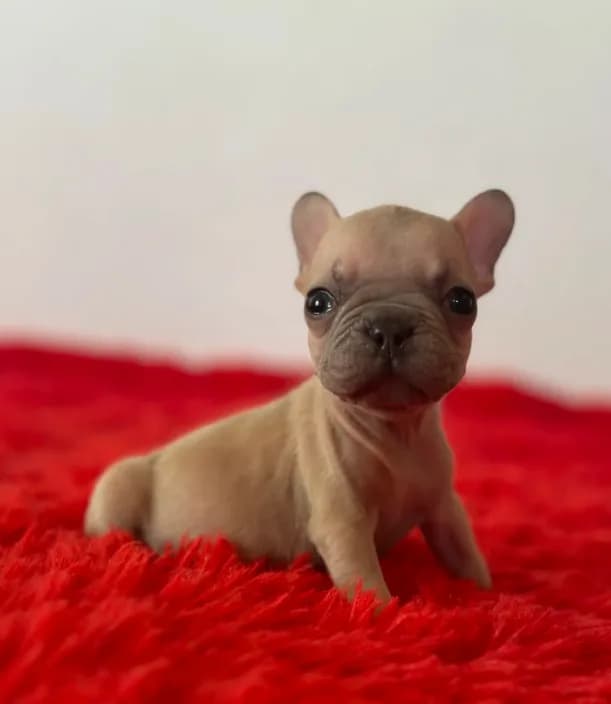 Yoda