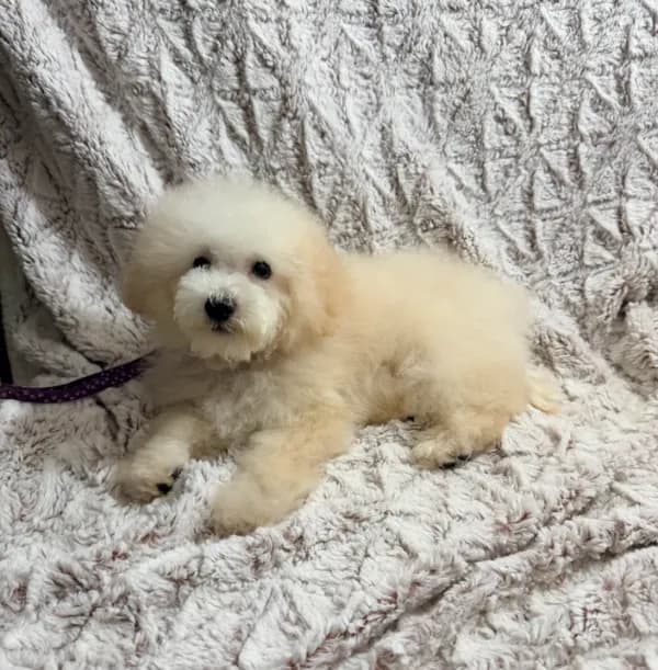 Susie Lou