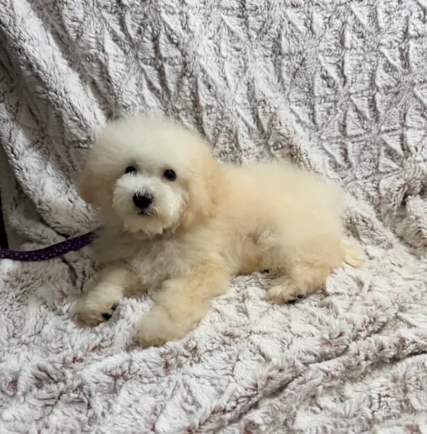 Susie Lou