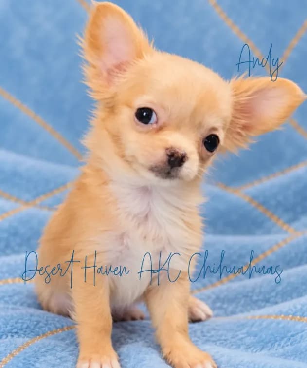 Andy - AKC Perfect Pet