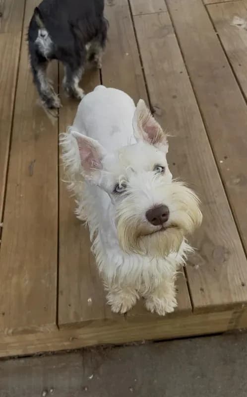 AKC White Chocolate