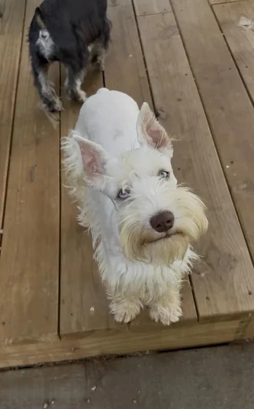 AKC White Chocolate