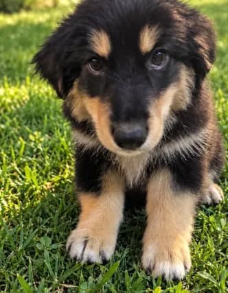 Mini Aussie Corgi