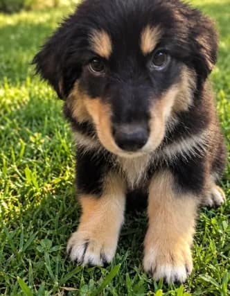Mini Aussie Corgi