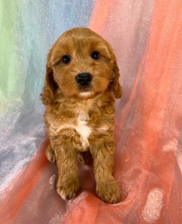 Male Schnoodle 2401