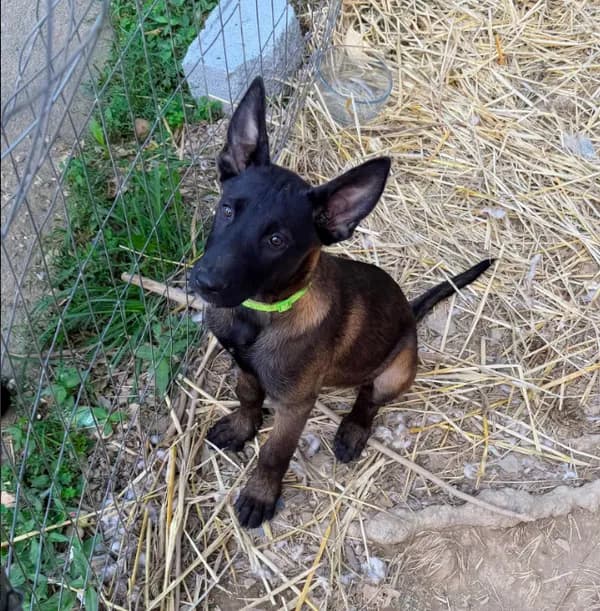 Green Collar Female