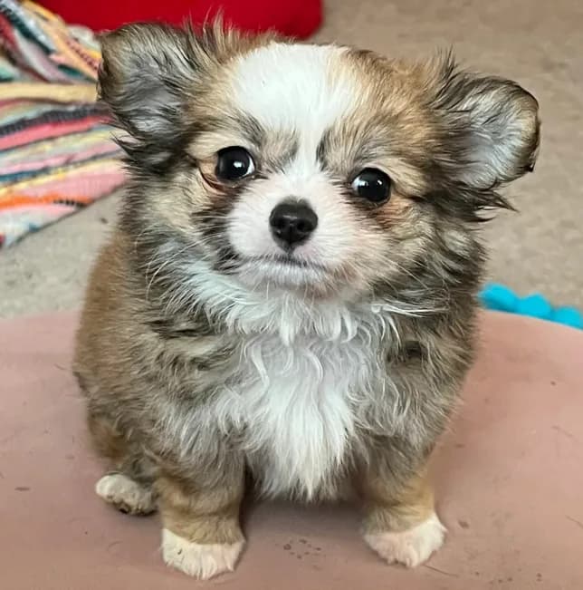 Munchkin