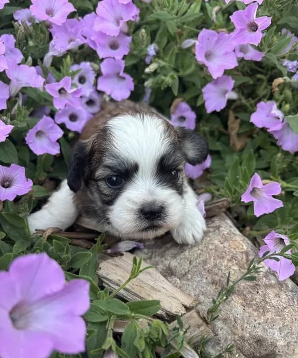 Charlie
