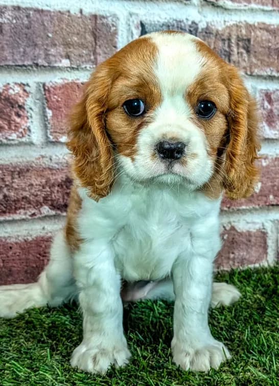 Penny