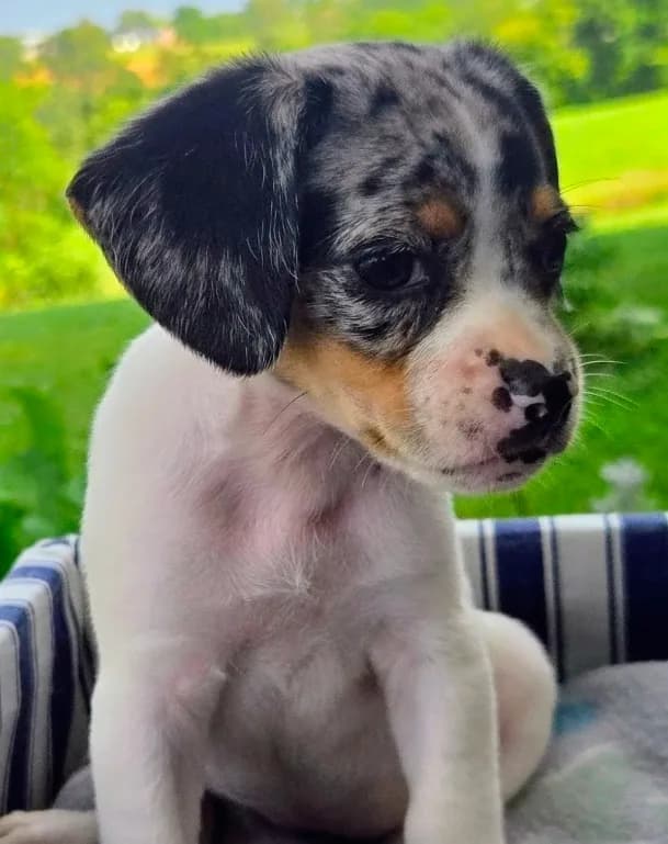 Jewell Pocket Beagle