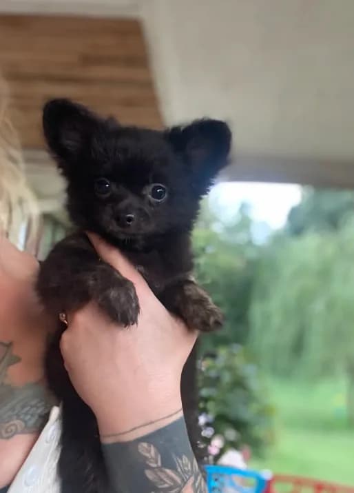 Orso AKC