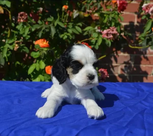 AKC Black Tri 1 male