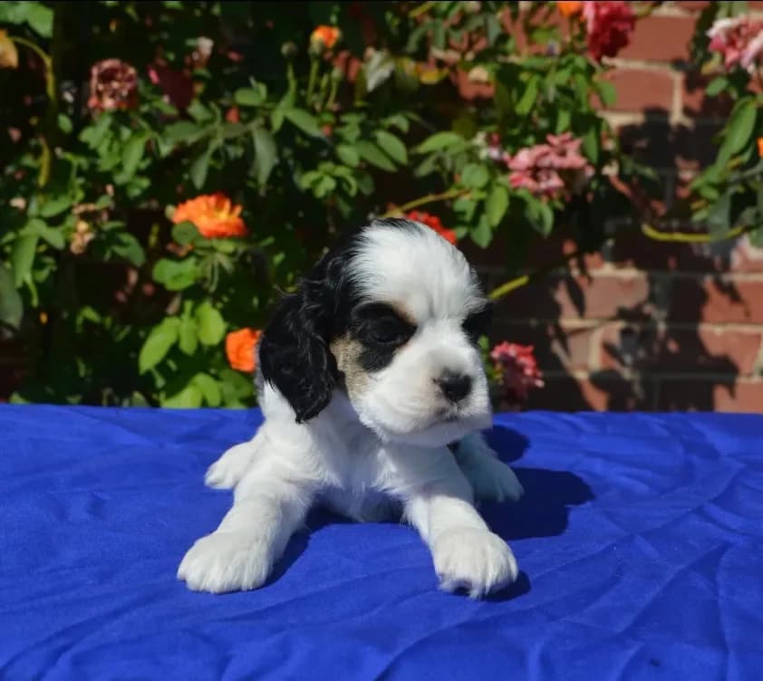 AKC Black Tri 1 male