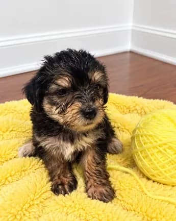 Yellow girl ready to on the 10th