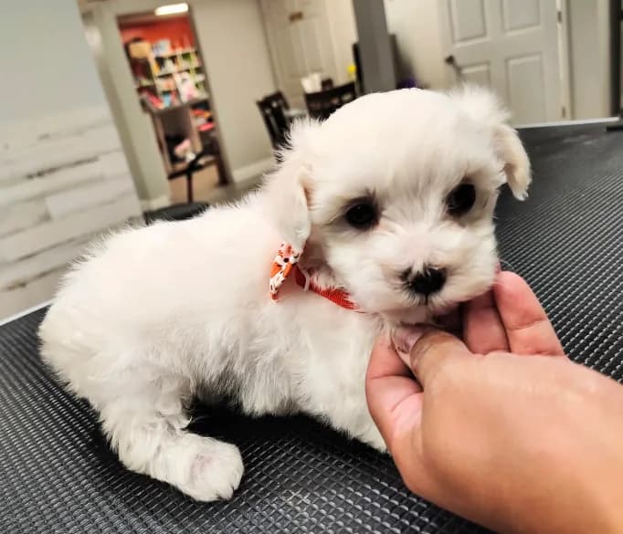 Finn