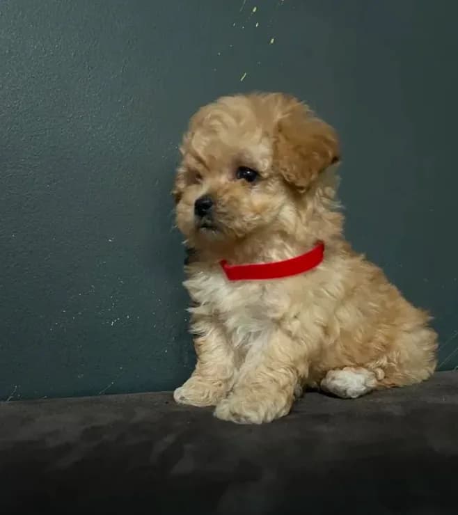 Nayla