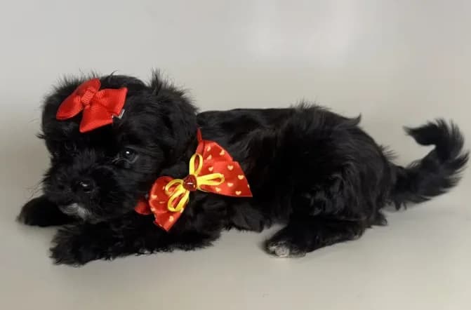 Shihpoo Puppy 🐶