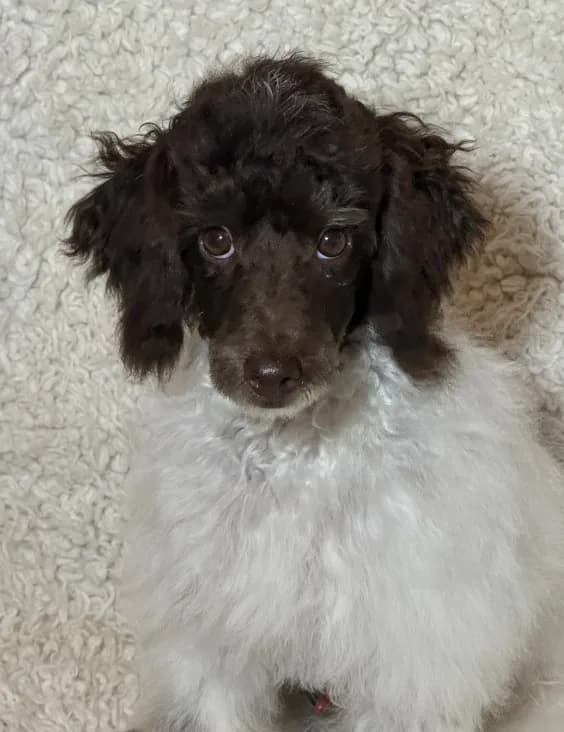 Rupert