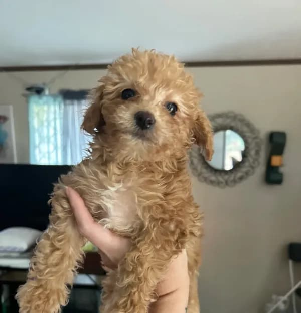 Purple Girl #2-Chanel💜(toy size)