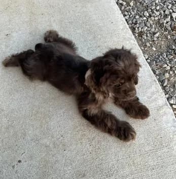 Male Cocker Spaniel