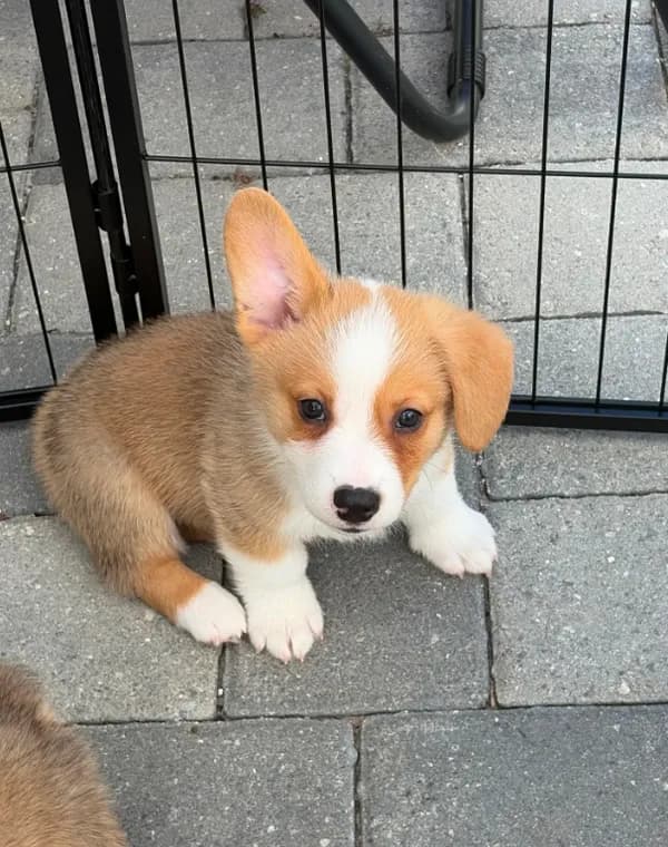 Jax