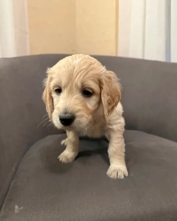Kosie