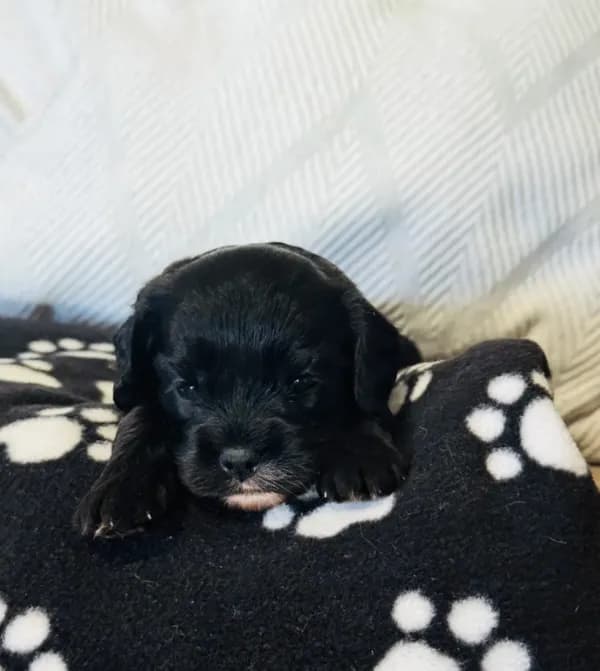 Kona