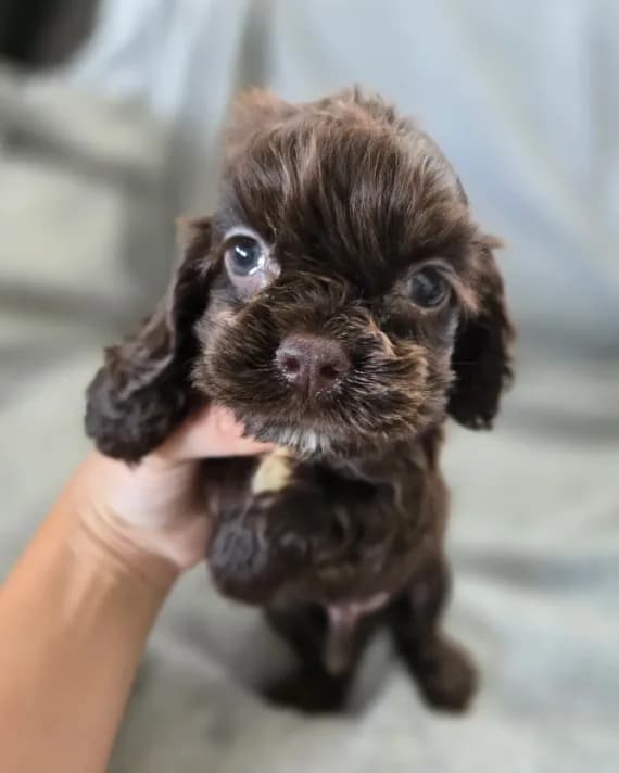 AKC Rosey's Chocolate Boy