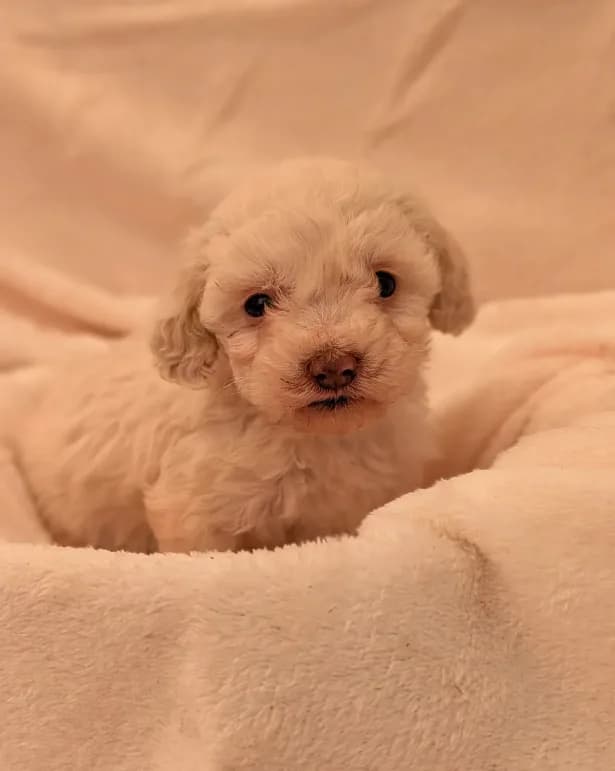 Lola