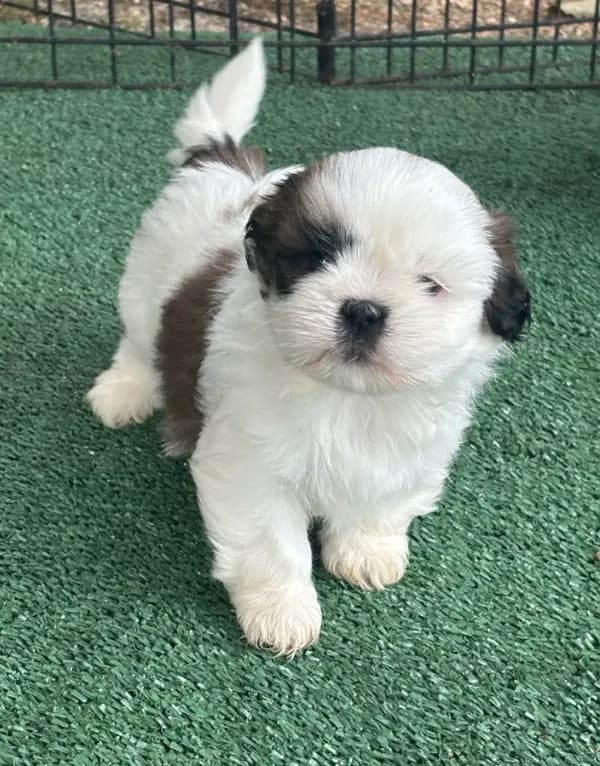 Puppy #8